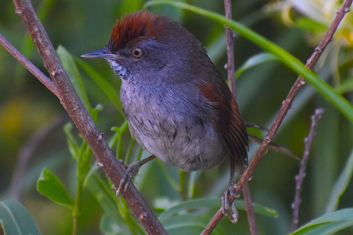 Spix's Spinetail - ML647154393