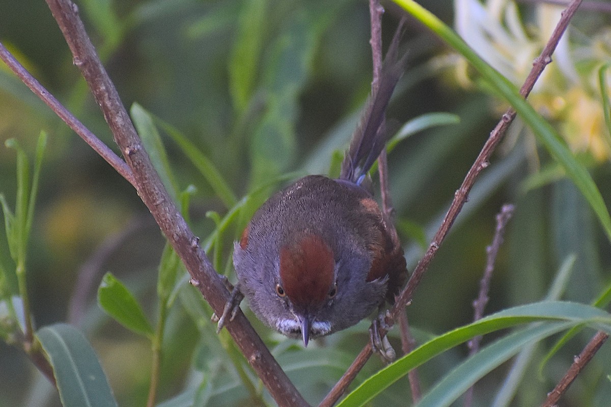 Spix's Spinetail - ML647154394