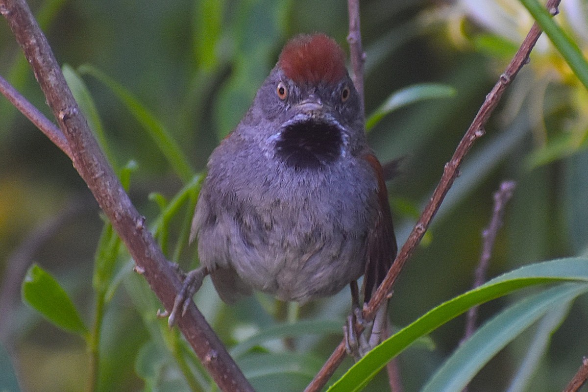 Spix's Spinetail - ML647154395