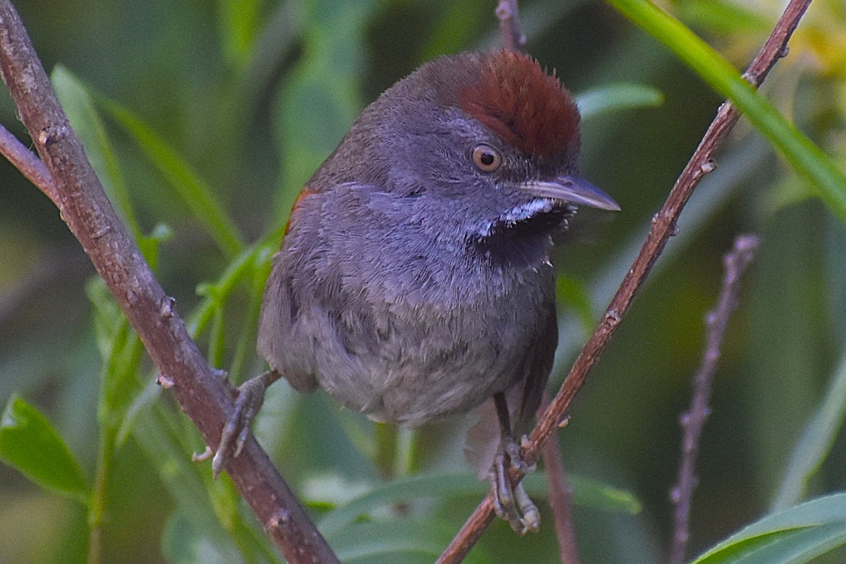 Spix's Spinetail - ML647154396