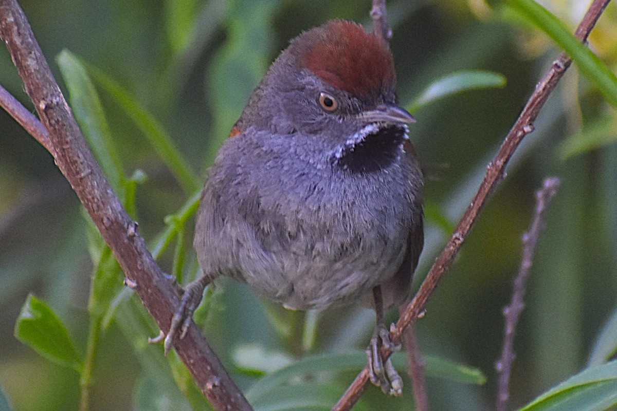 Spix's Spinetail - ML647154397