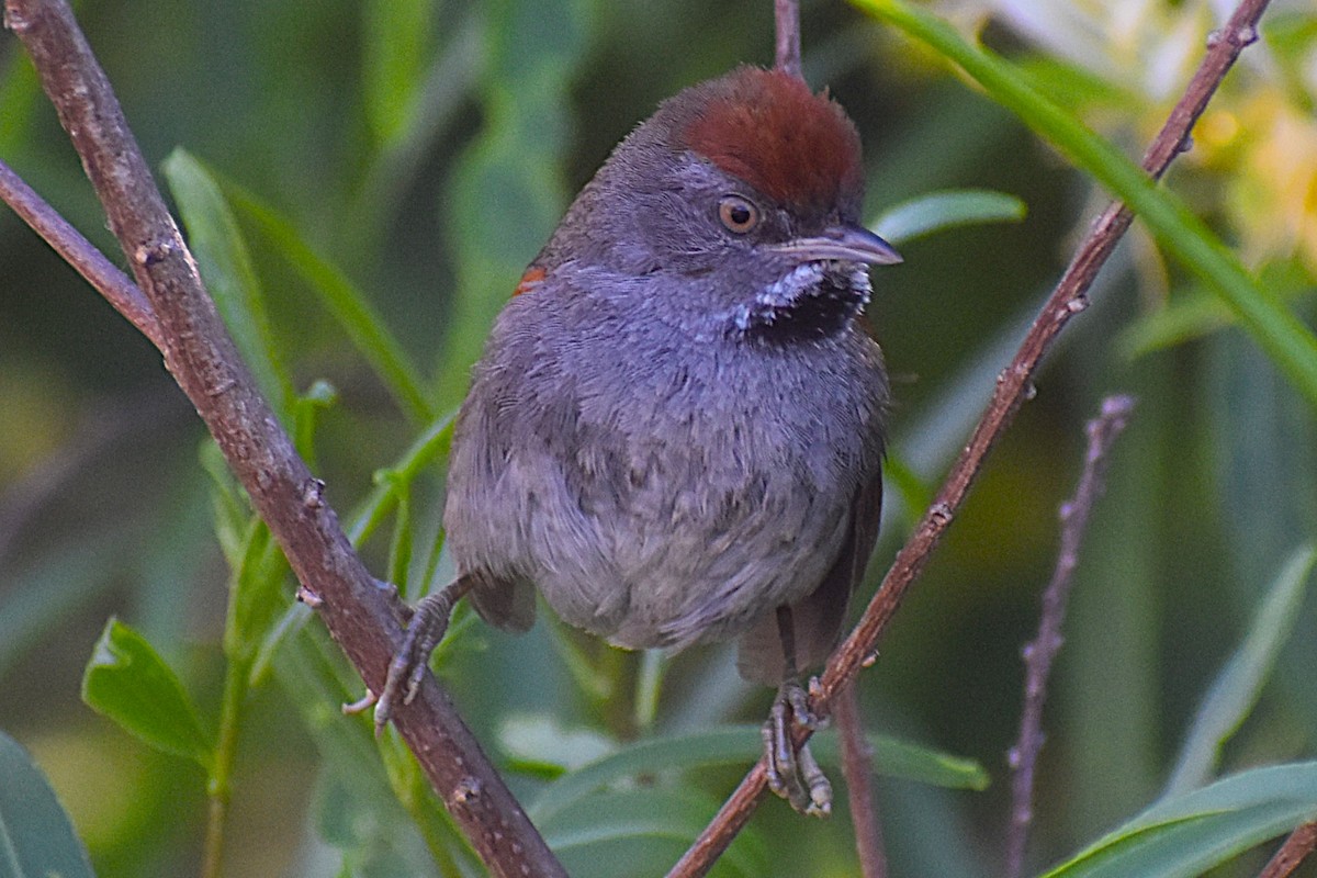 Spix's Spinetail - ML647154398