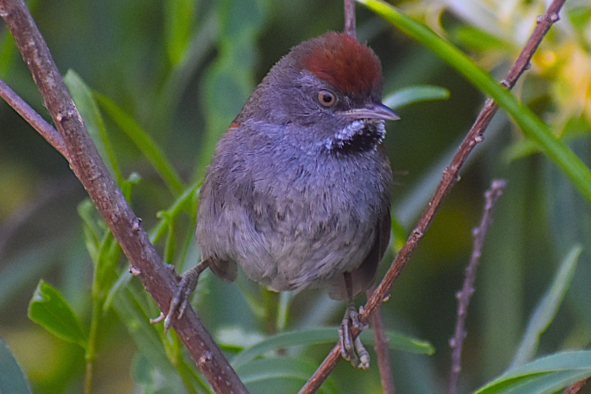Spix's Spinetail - ML647154399