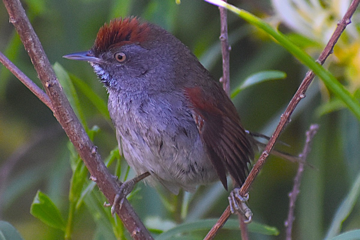 Spix's Spinetail - ML647154400