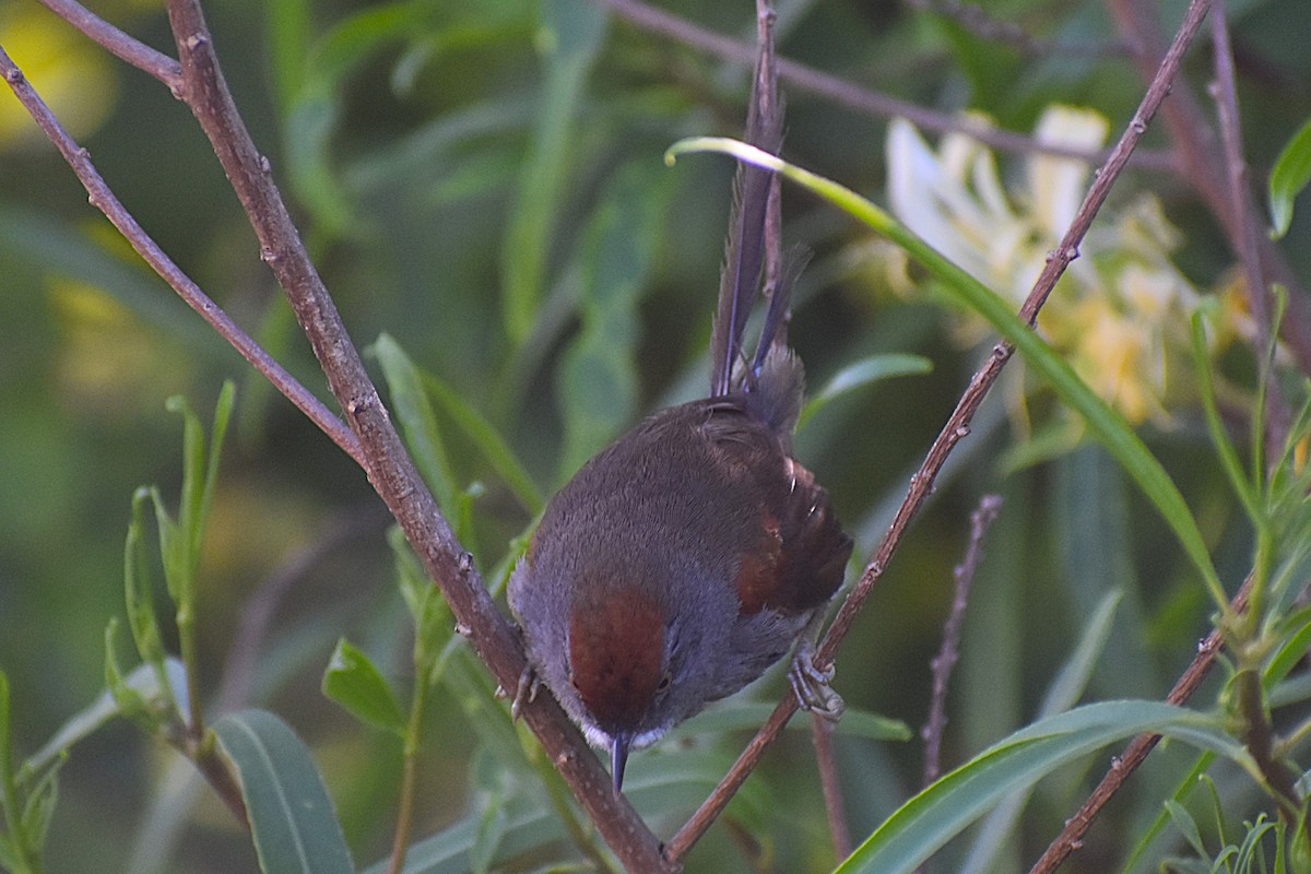 Spix's Spinetail - ML647154401