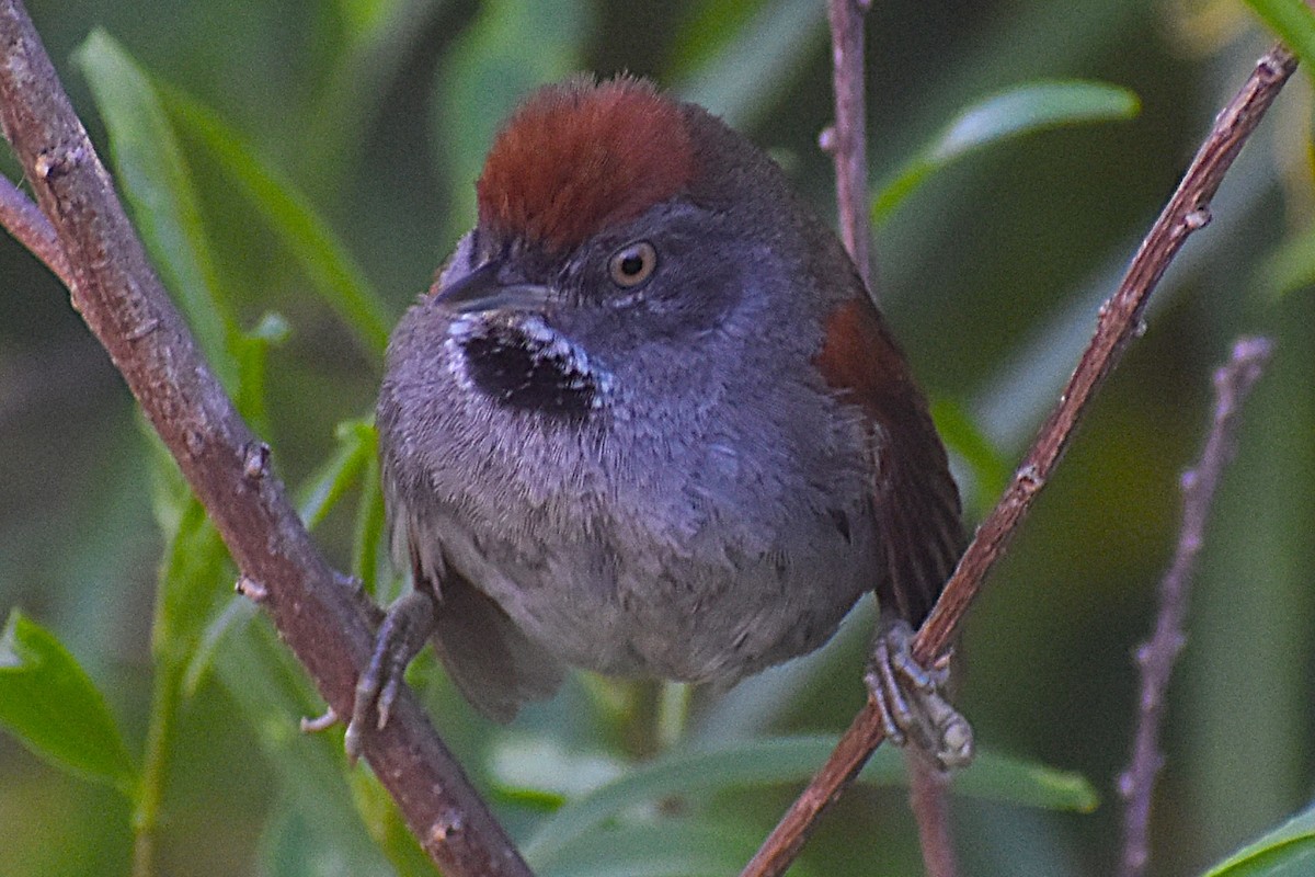 Spix's Spinetail - ML647154402