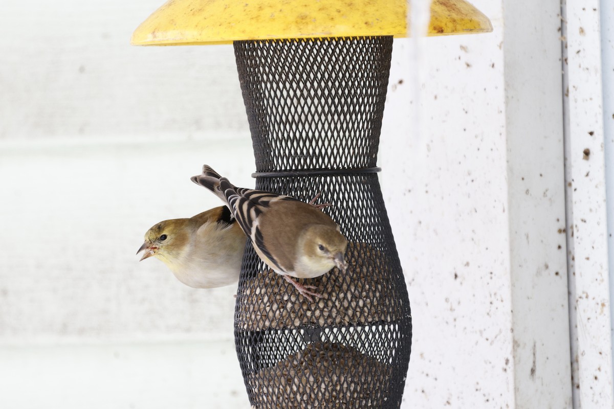 American Goldfinch - ML647154404