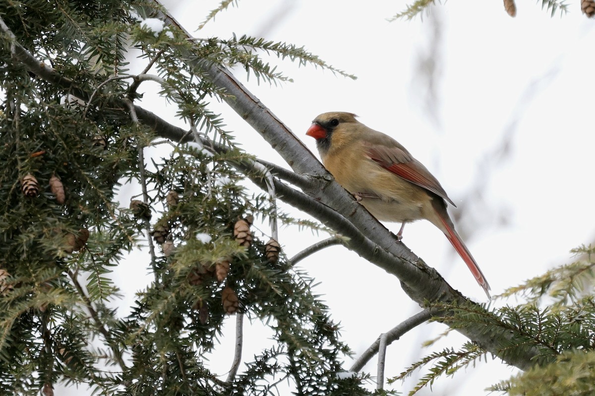 Northern Cardinal - ML647154410