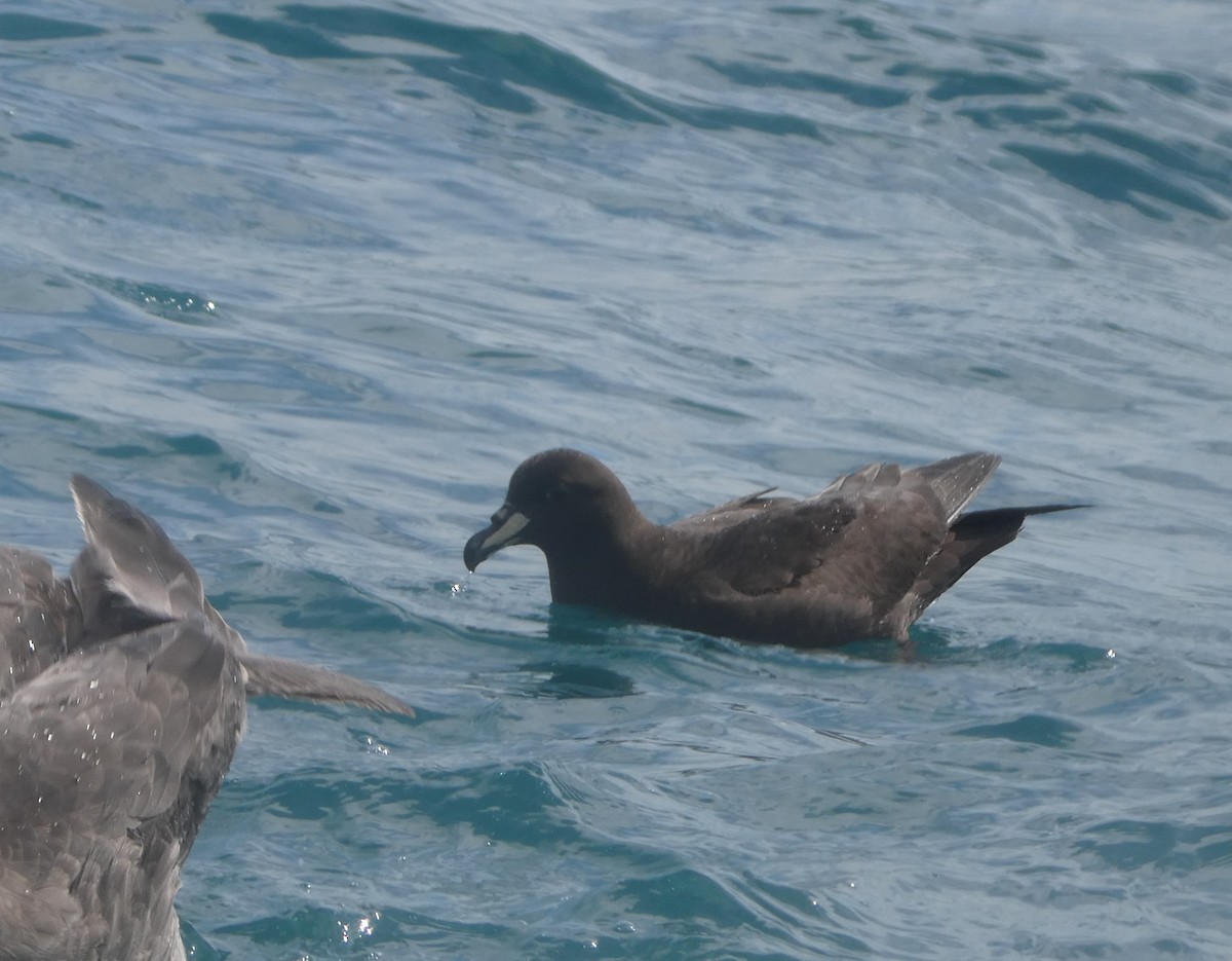 Westland Petrel - ML647154424