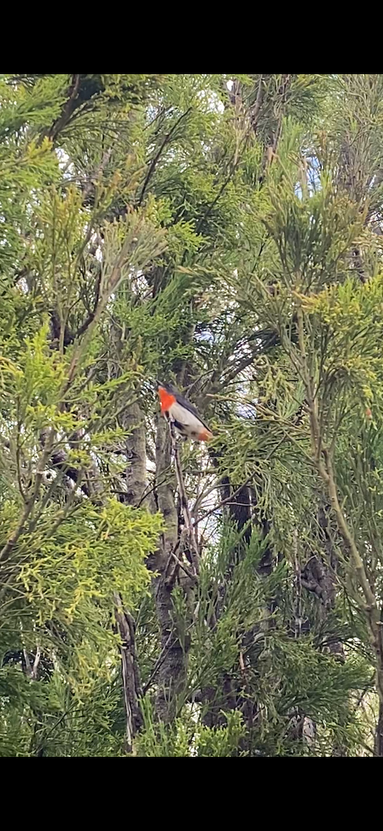 Mistletoebird - ML647154435
