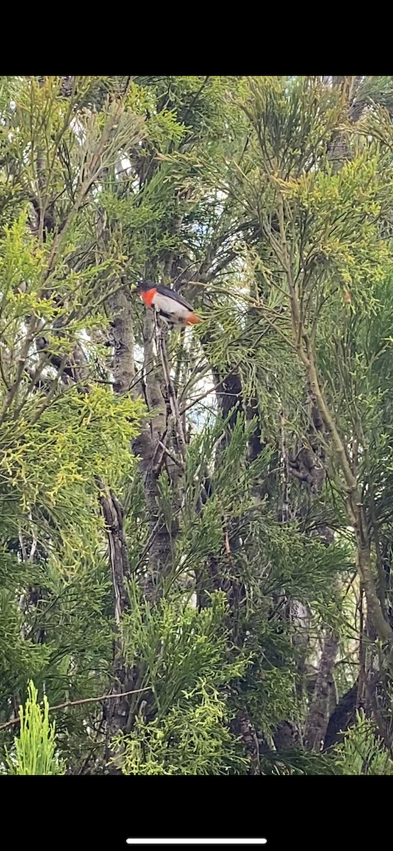 Mistletoebird - ML647154436
