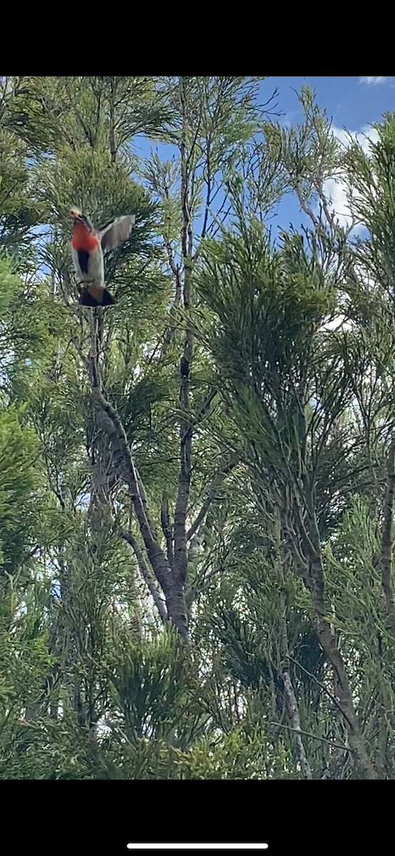 Mistletoebird - ML647154437