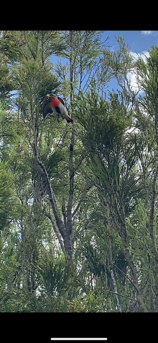 Mistletoebird - ML647154438