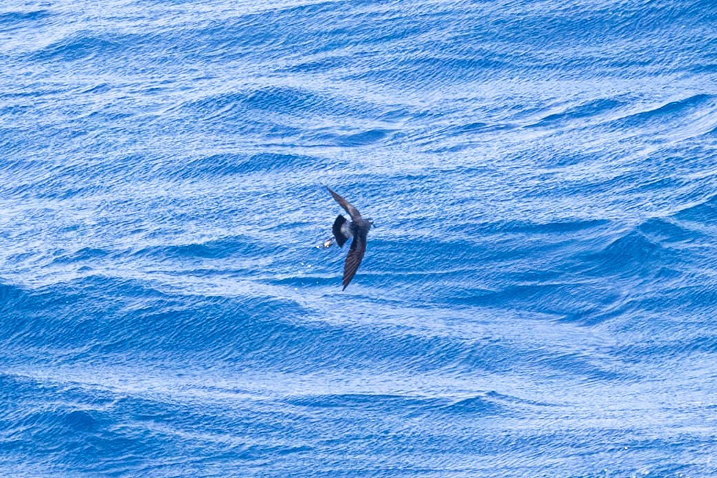 White-faced Storm-Petrel - ML647154441