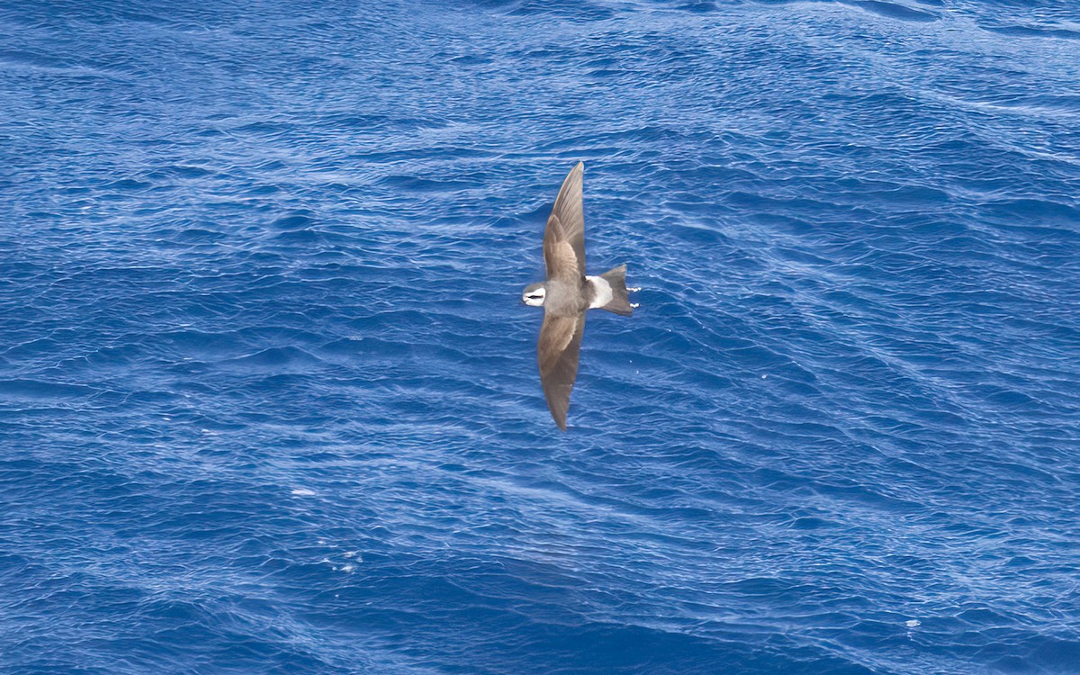 White-faced Storm-Petrel - ML647154442