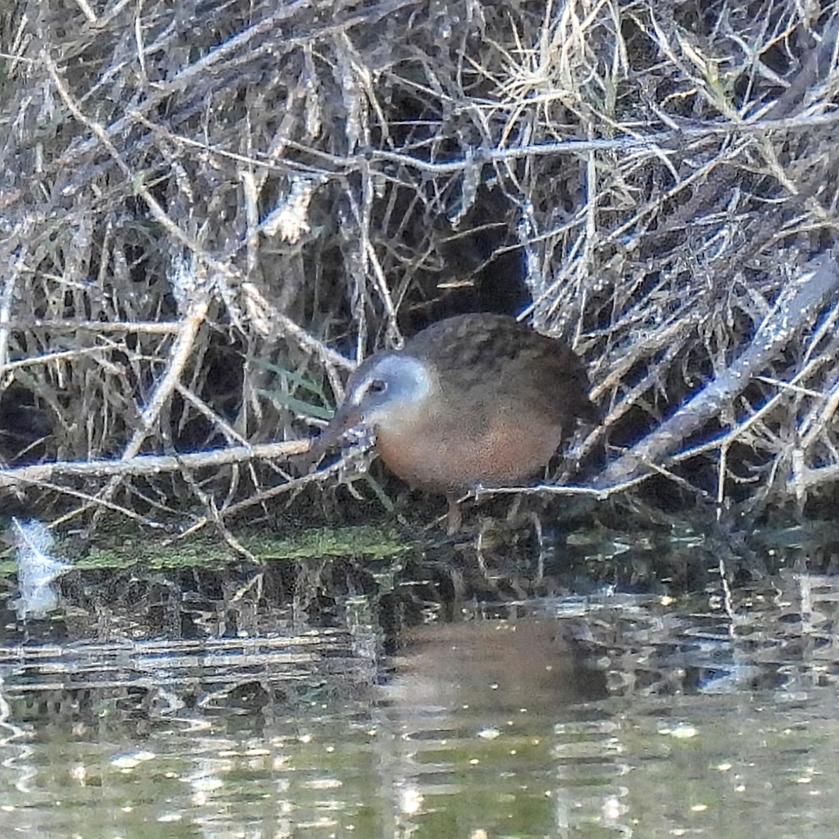 Virginia Rail - ML647154475