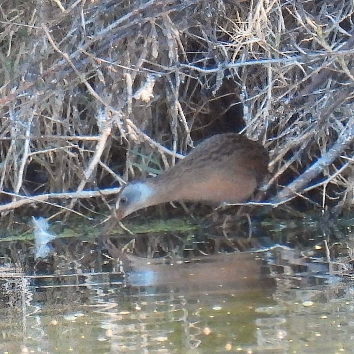 Virginia Rail - ML647154476