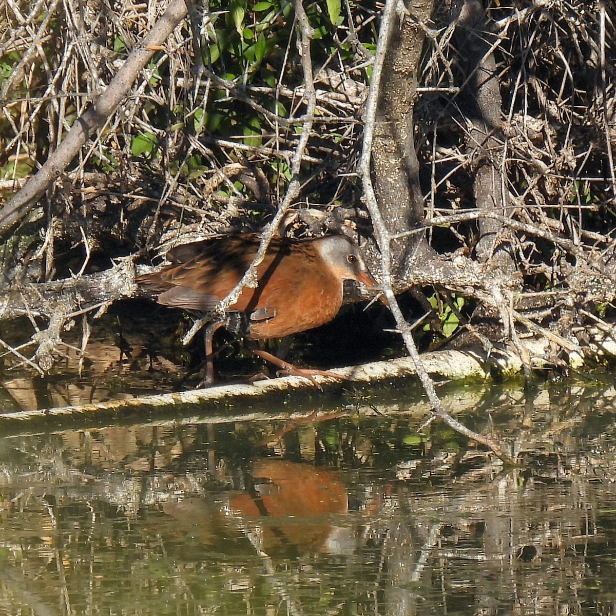 Virginia Rail - ML647154477