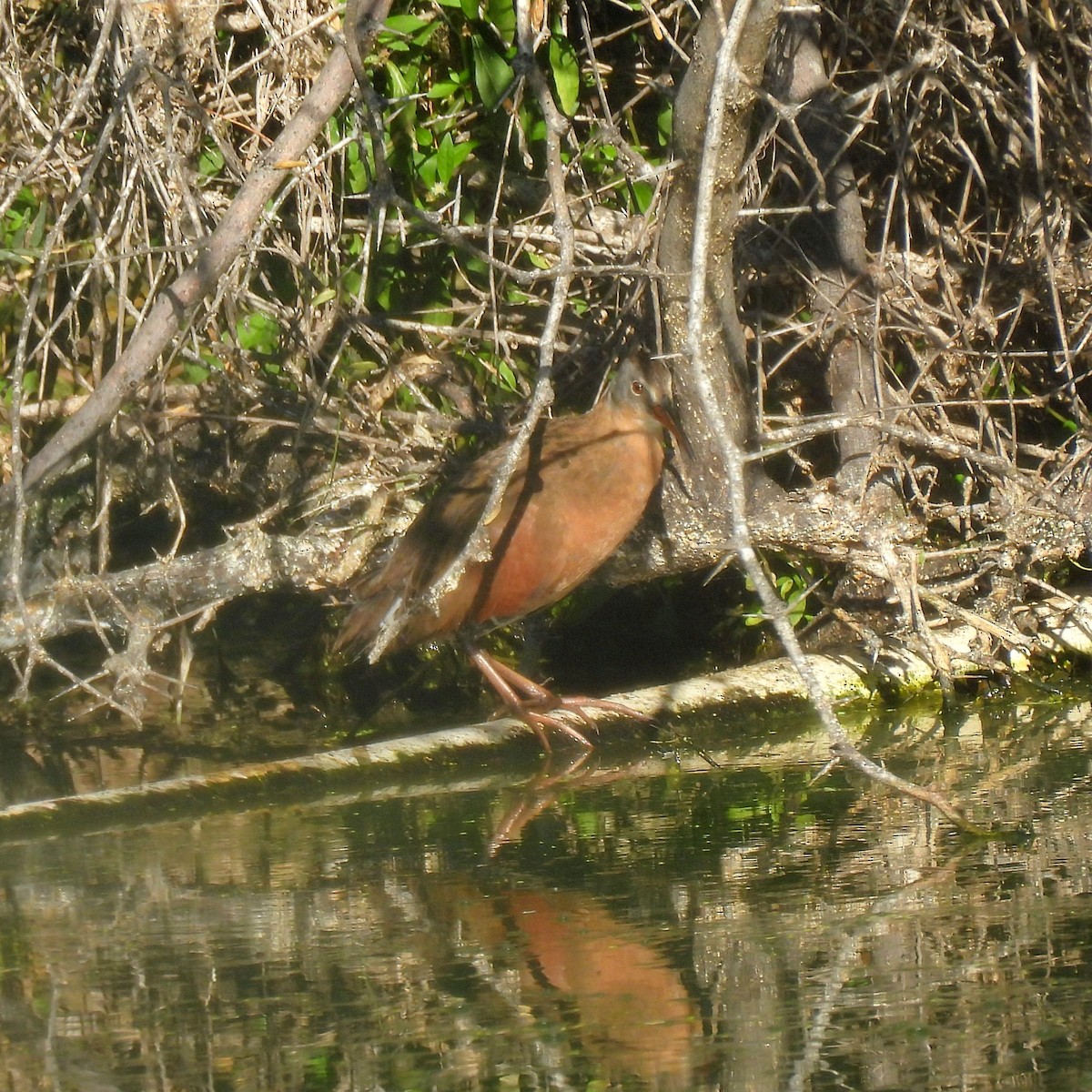 Virginia Rail - ML647154478