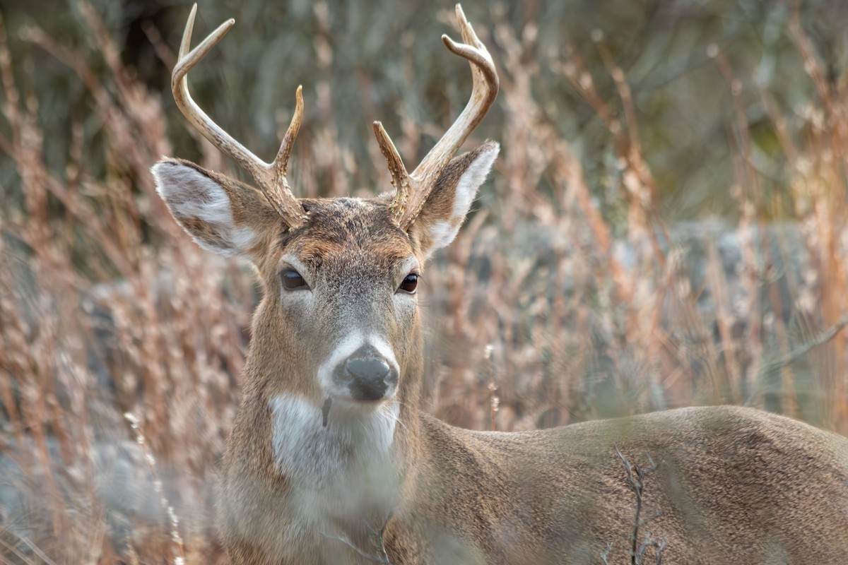 White-tailed Deer - ML647154486