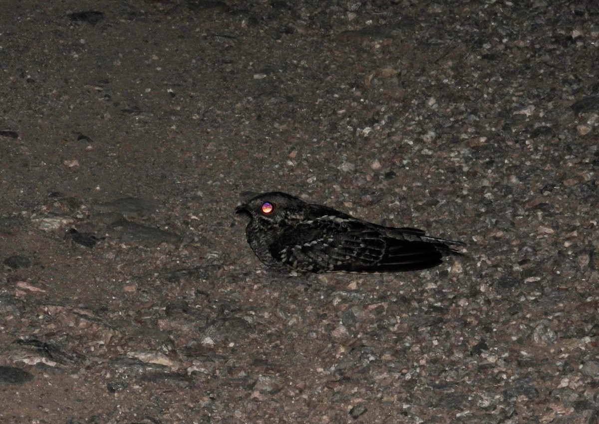 Engoulevent à queue en ciseaux - ML647154491