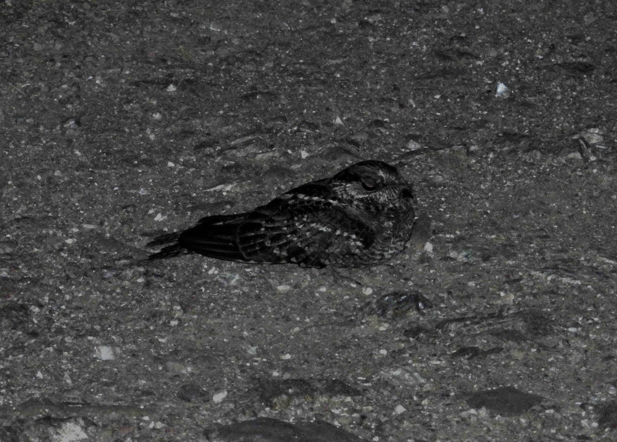 Engoulevent à queue en ciseaux - ML647154492