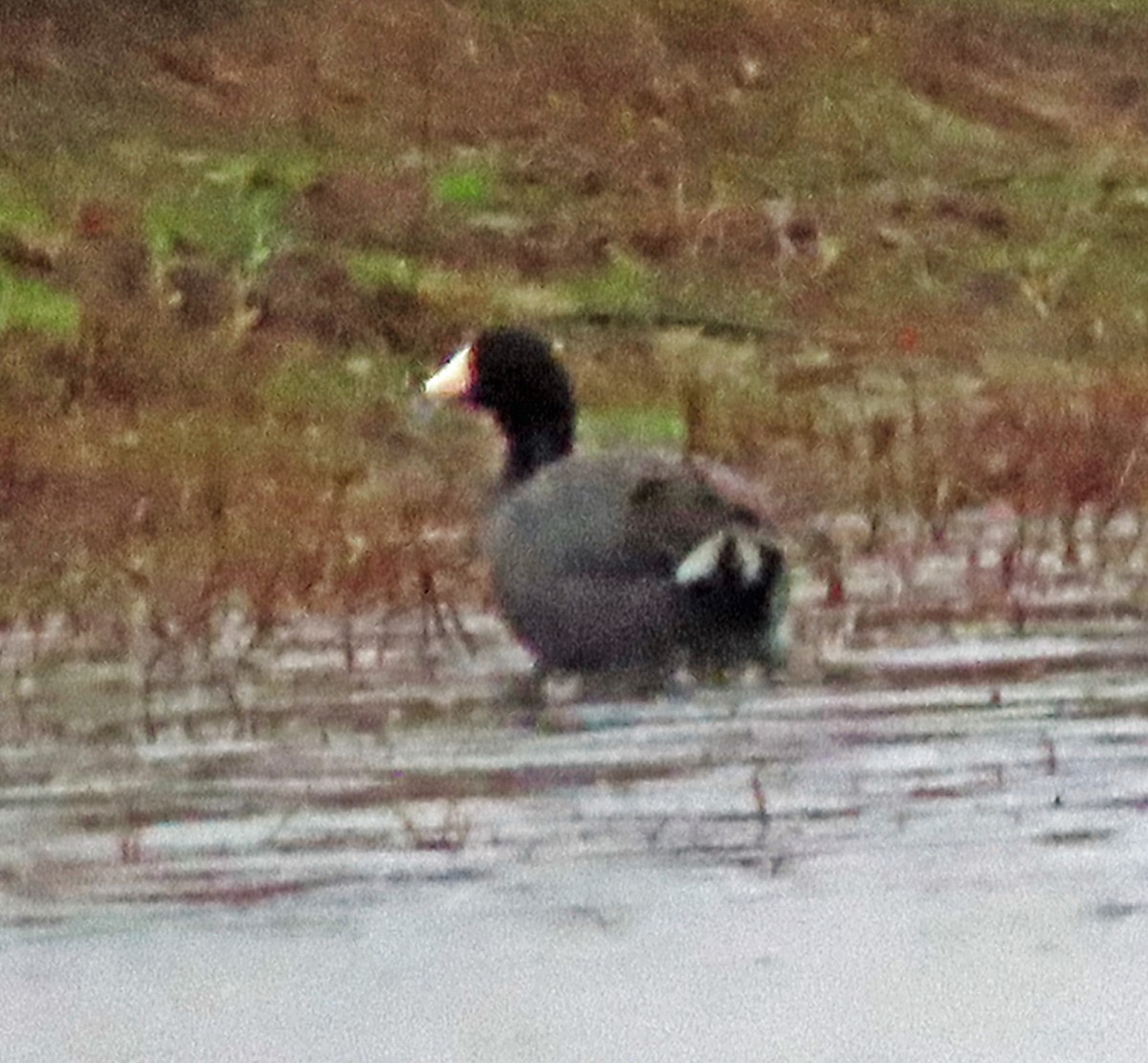 Лиска американська - ML647154496