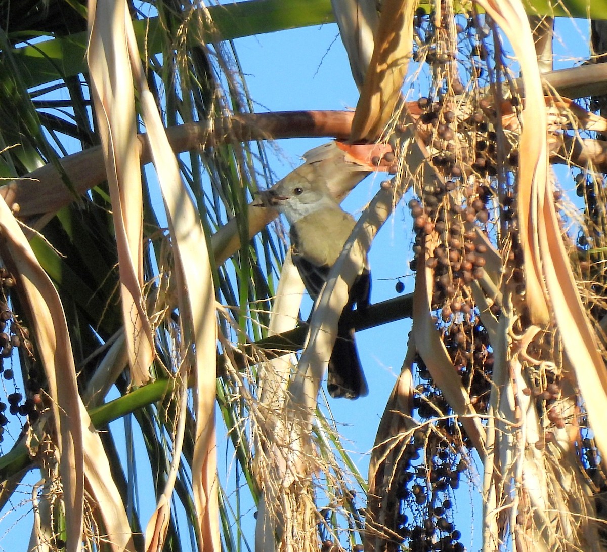 Kalifornienschopftyrann - ML647154519