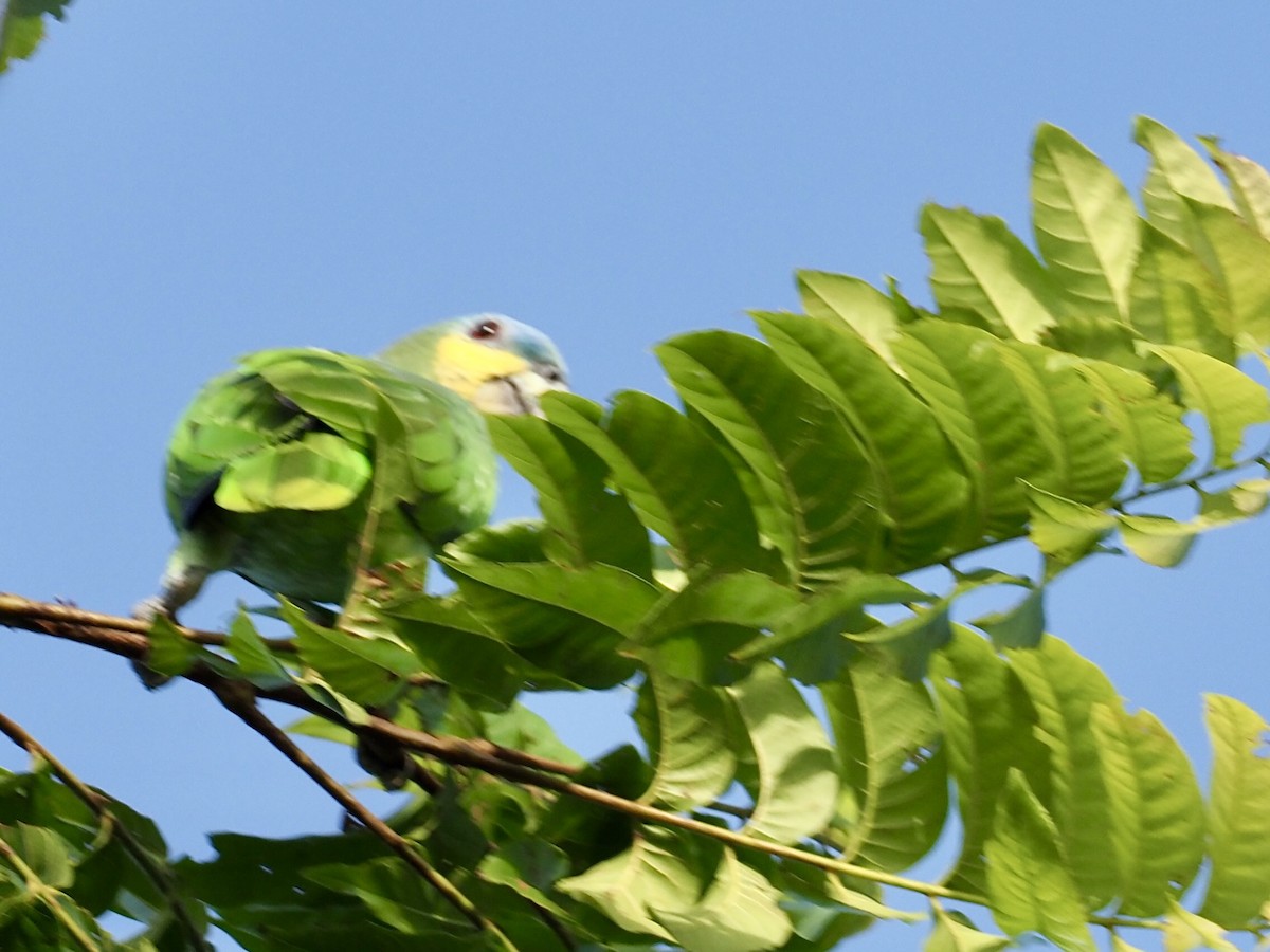 Orange-winged Amazon - ML647154549