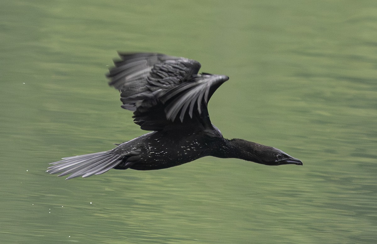 Ubarroi txikia - ML647154553