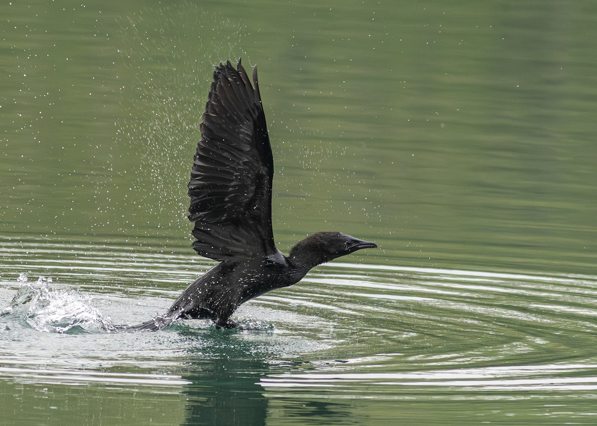 Ubarroi txikia - ML647154554