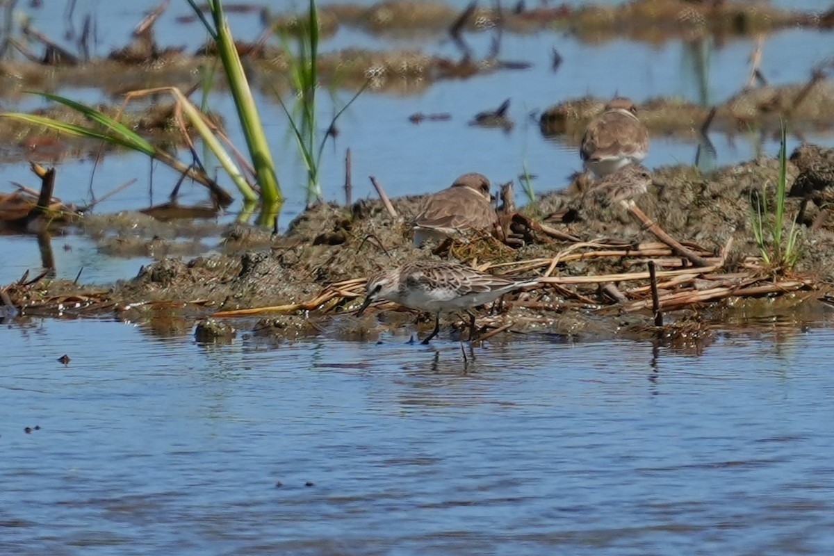Little Stint - ML647154560