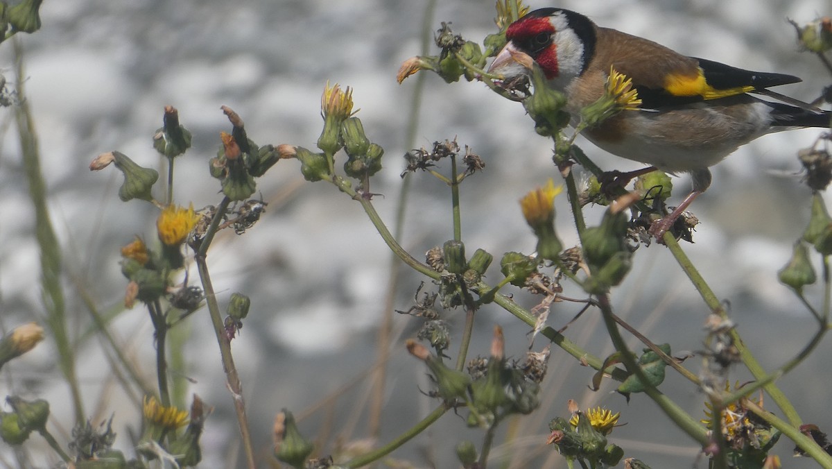 European Goldfinch - ML647154561