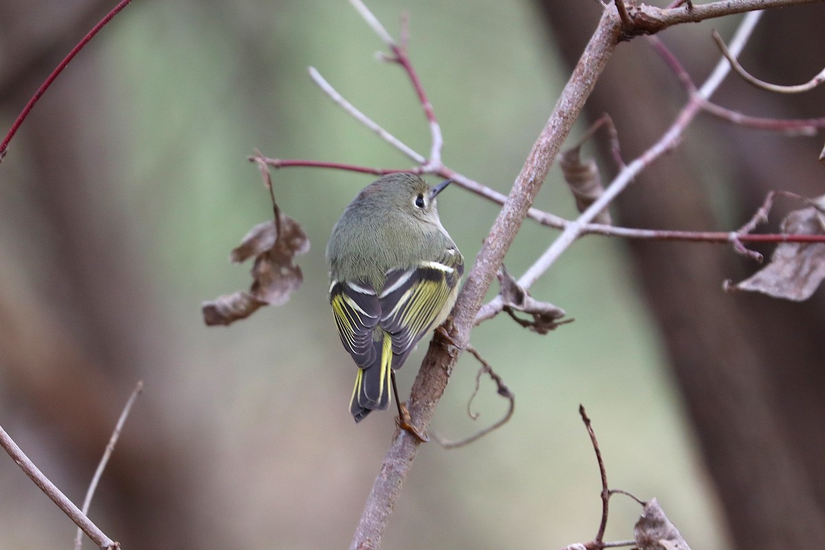 rubinfuglekonge - ML647154566