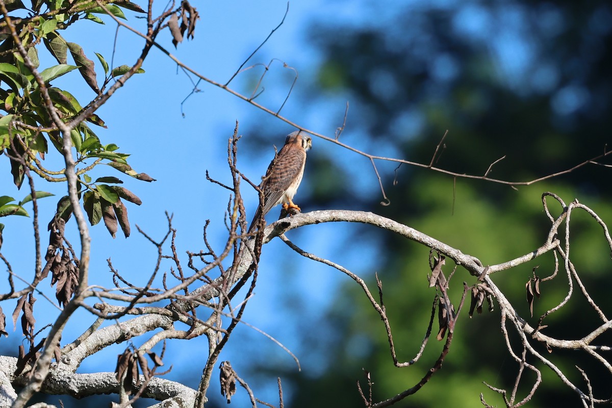 בז אמריקני - ML647154583