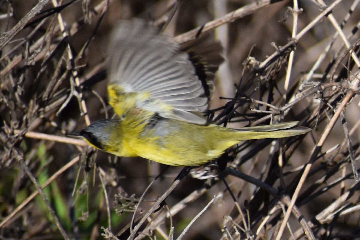 Paruline voilée - ML647154589