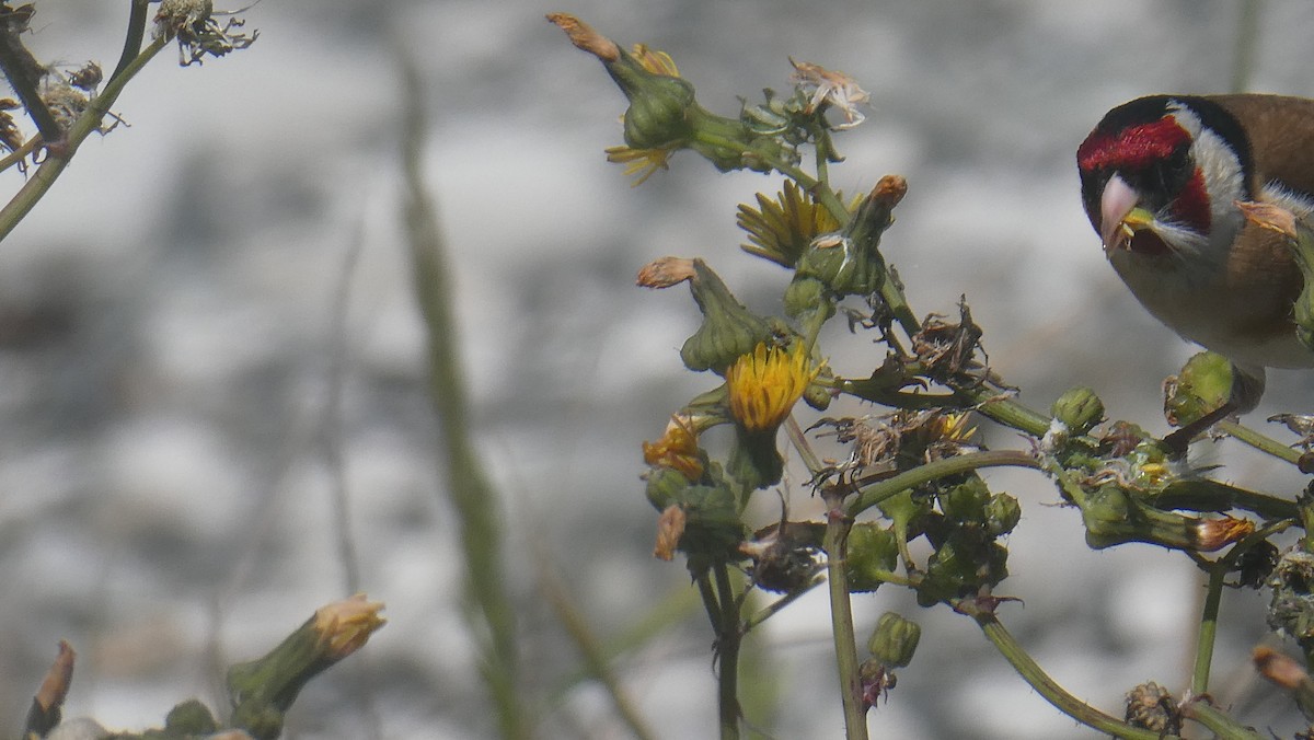 European Goldfinch - ML647154590