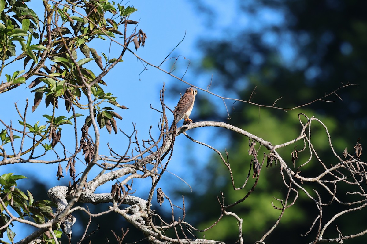בז אמריקני - ML647154607