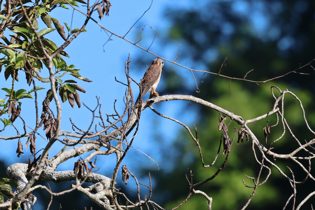 בז אמריקני - ML647154621