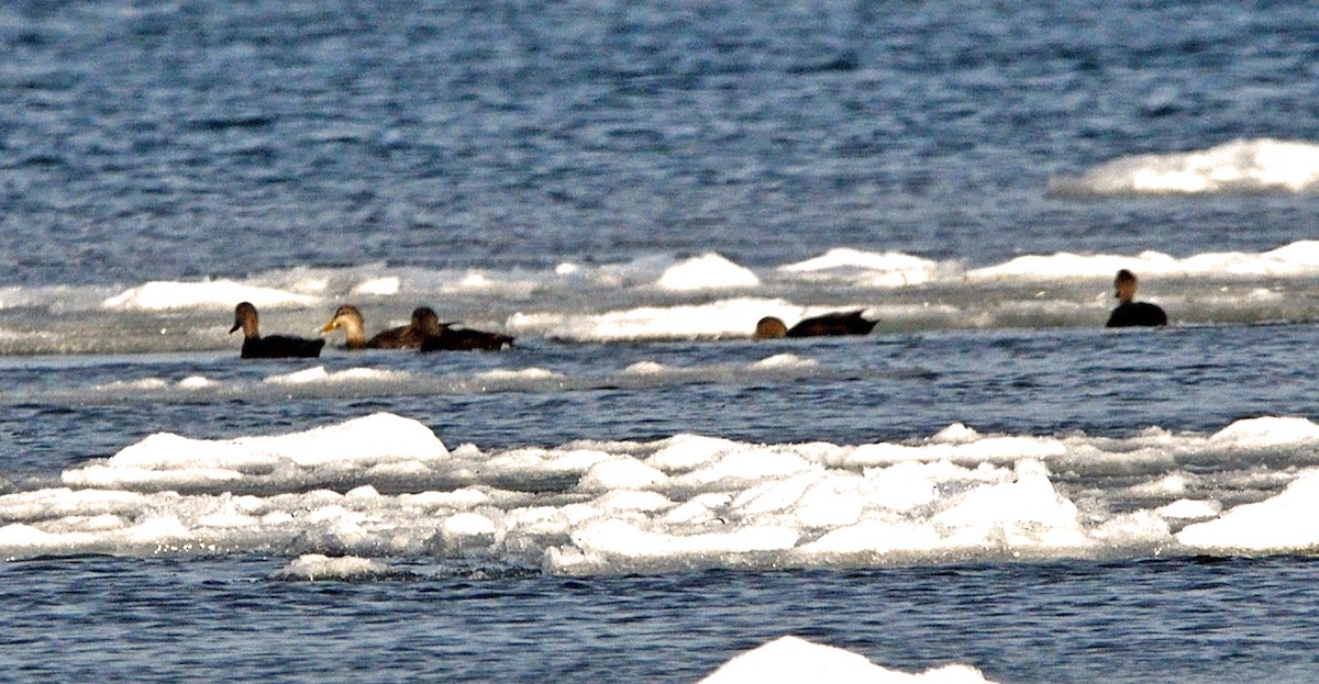 American Black Duck - ML647154627