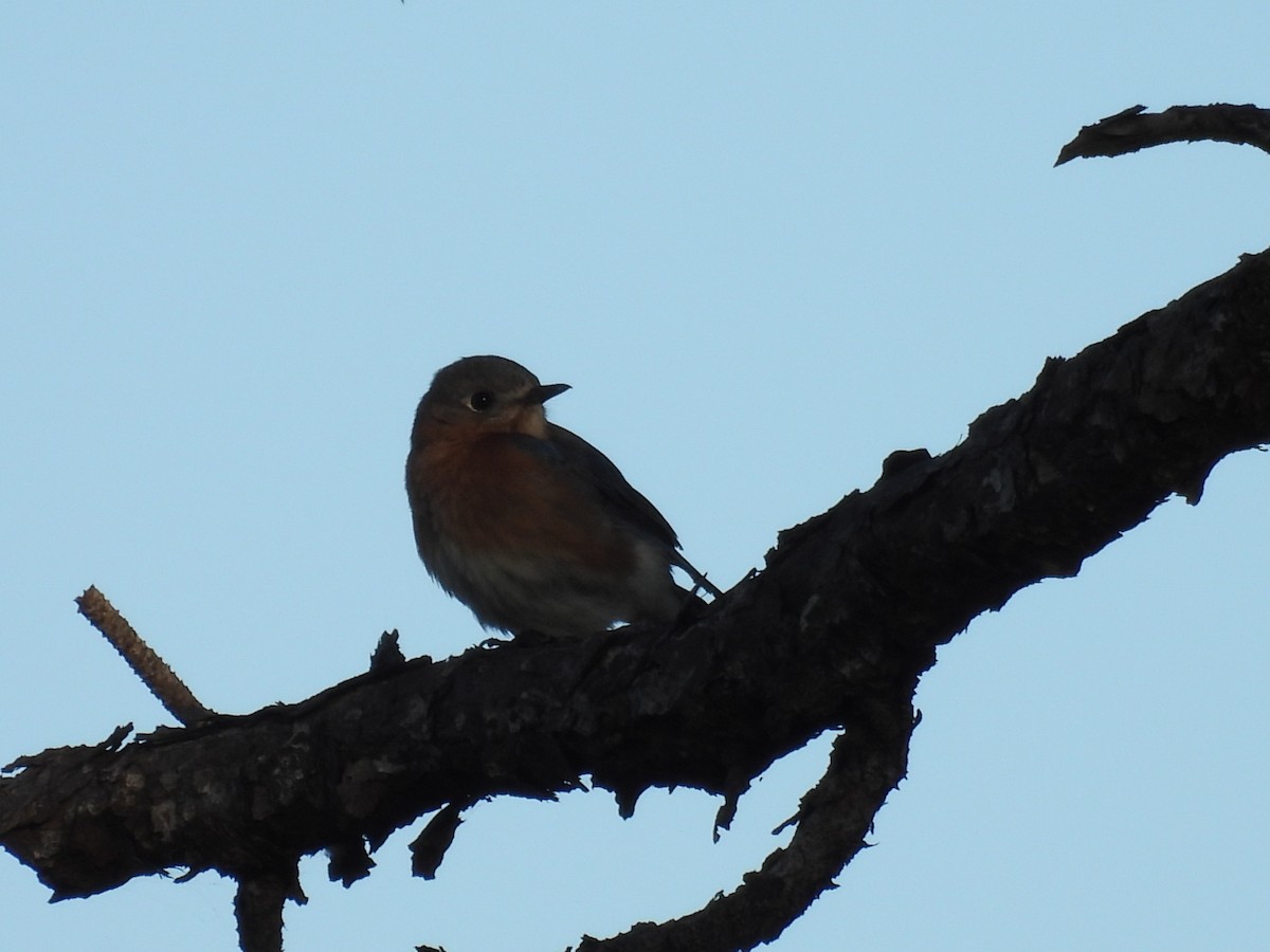 Doğulu Mavi Ardıç - ML647154634