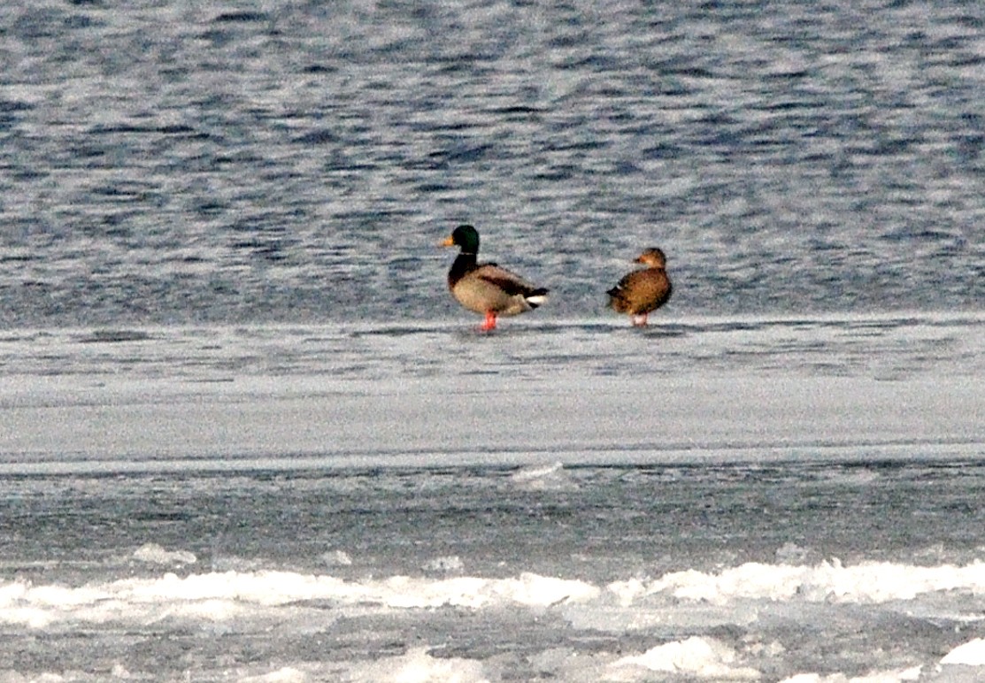 Mallard - ML647154636