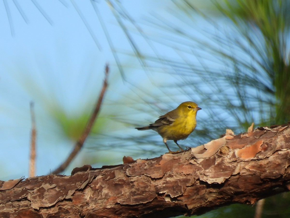 Çam Ötleğeni - ML647154647