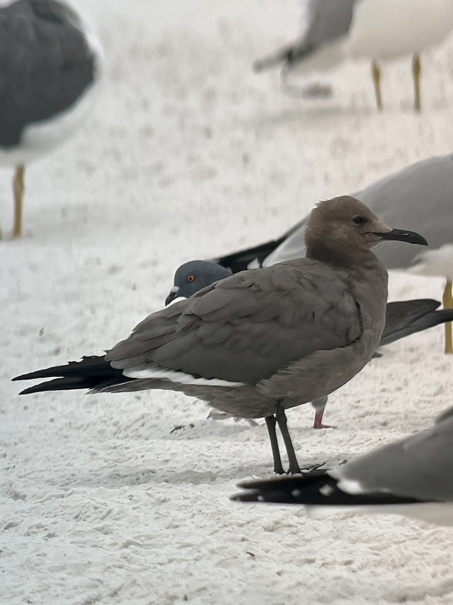 racek tmavý - ML647154649