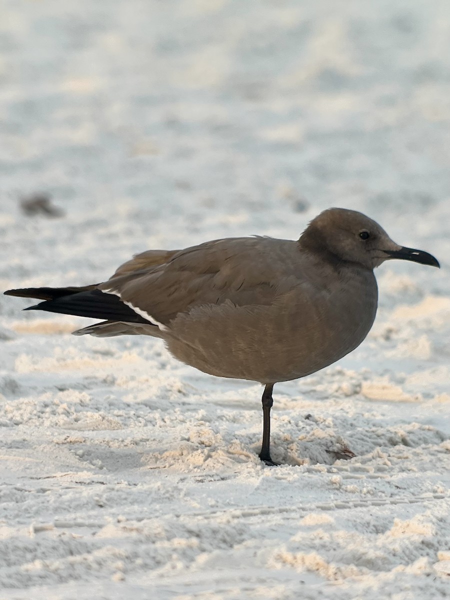 racek tmavý - ML647154650