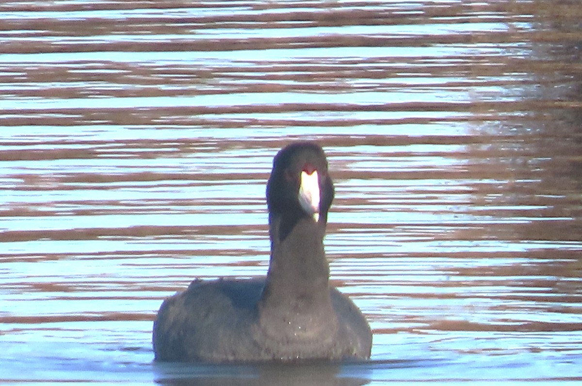 Лиска американська - ML647154652