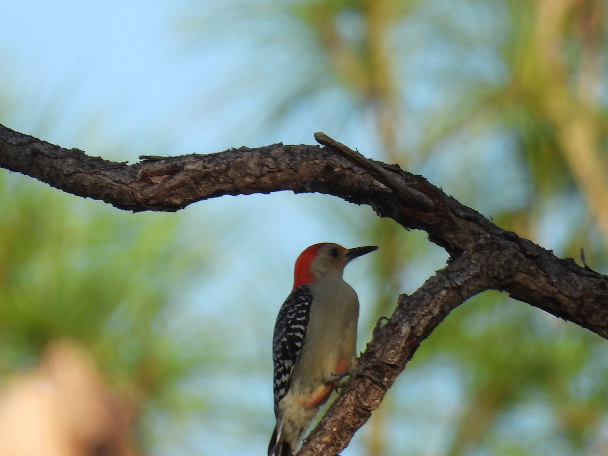 シマセゲラ - ML647154664