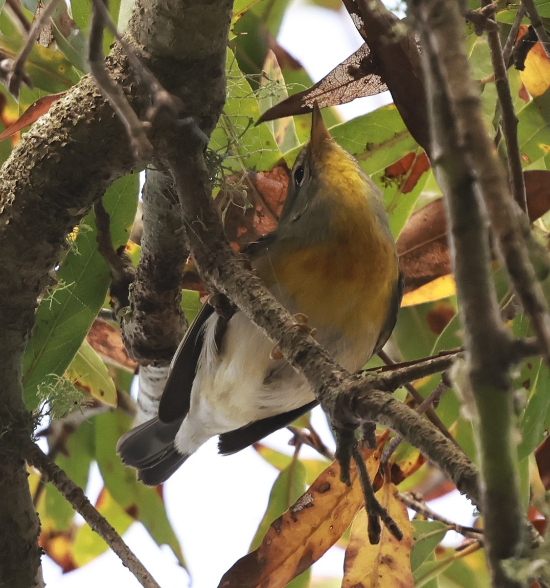 Northern Parula - ML647154666