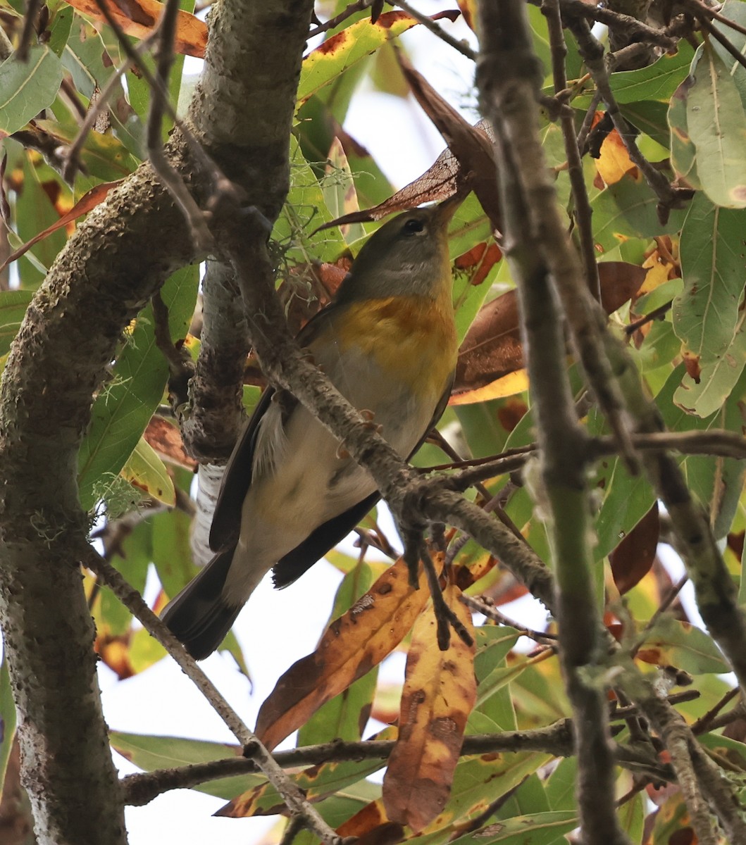 Northern Parula - ML647154667