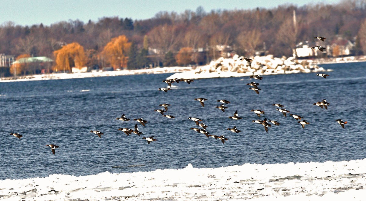 Common Goldeneye - ML647154669